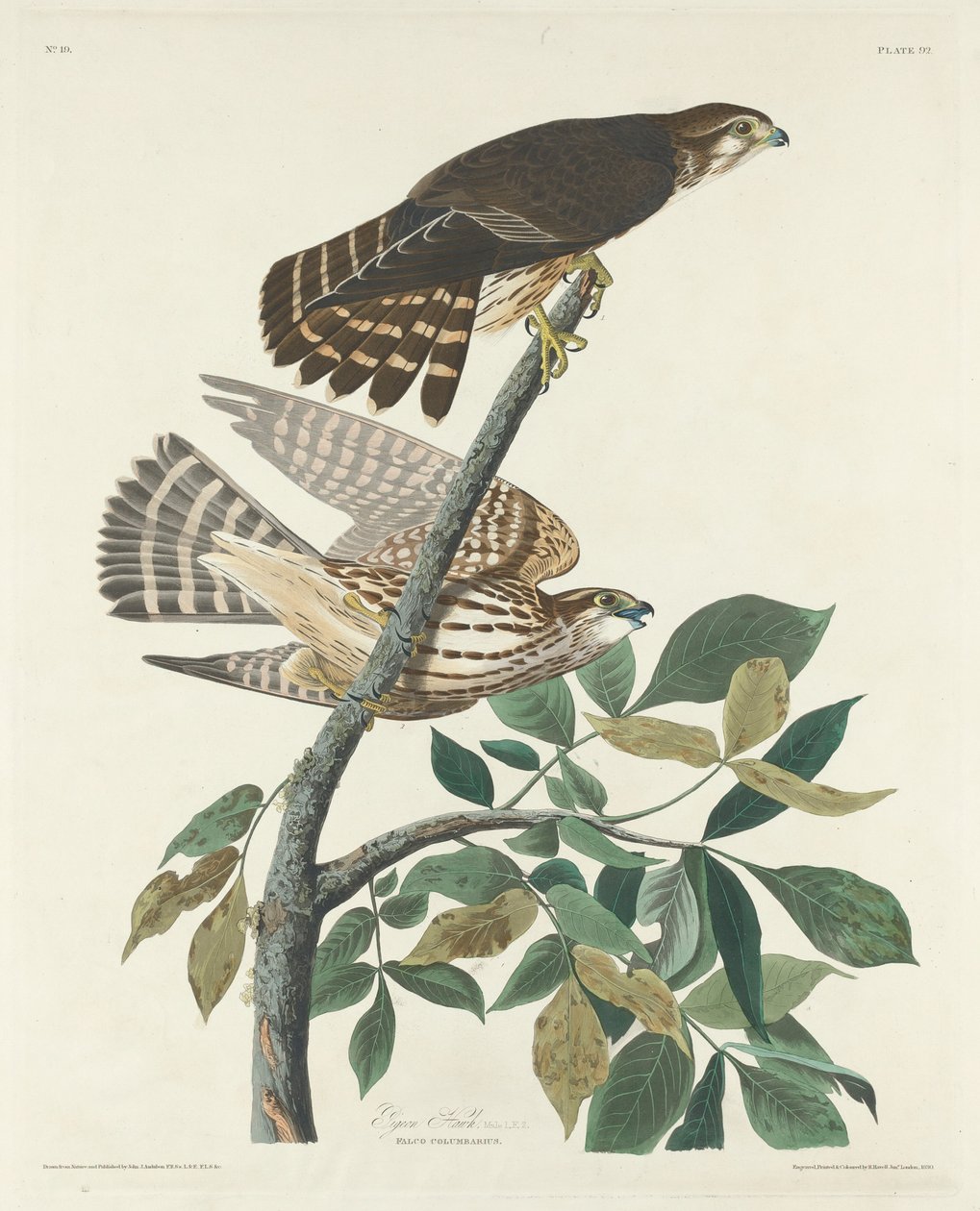 Galamb Hawk, 1830. alkotó: Robert Havell
