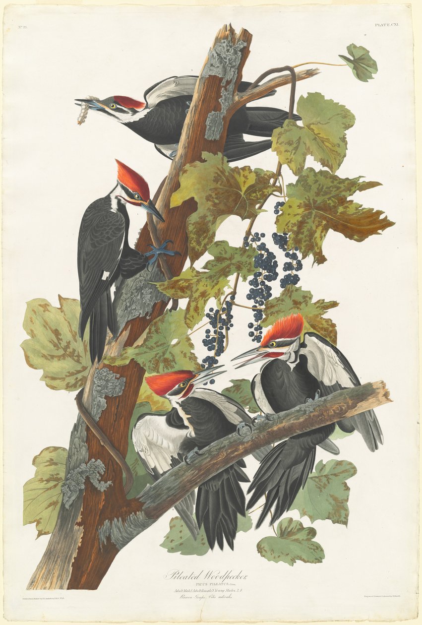 Cölöpfakopáncs, 1831. alkotó: Robert Havell