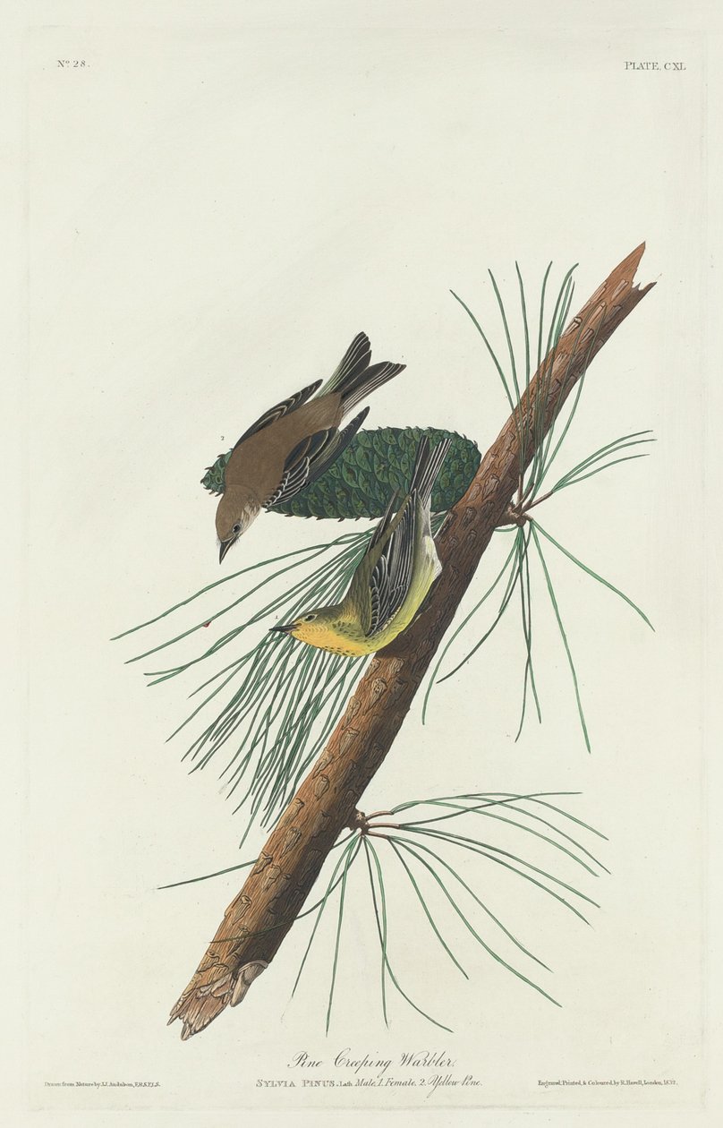 Fenyő kúszó poszáta, 1832. alkotó: Robert Havell