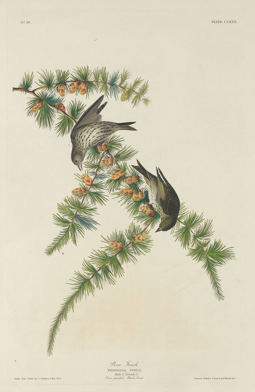 Fenyőpinty, 1833. alkotó: Robert Havell