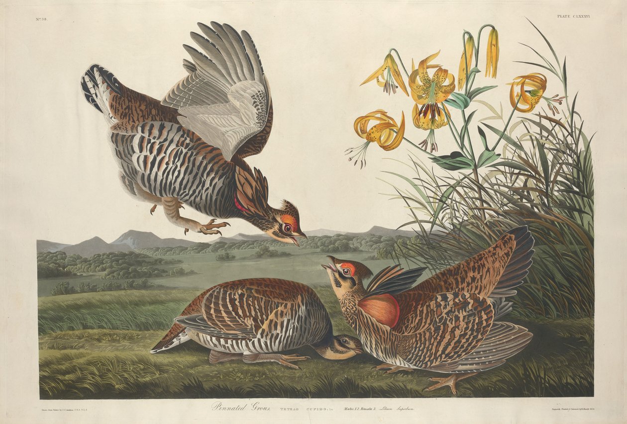 Pinnated Grous, 1834. alkotó: Robert Havell