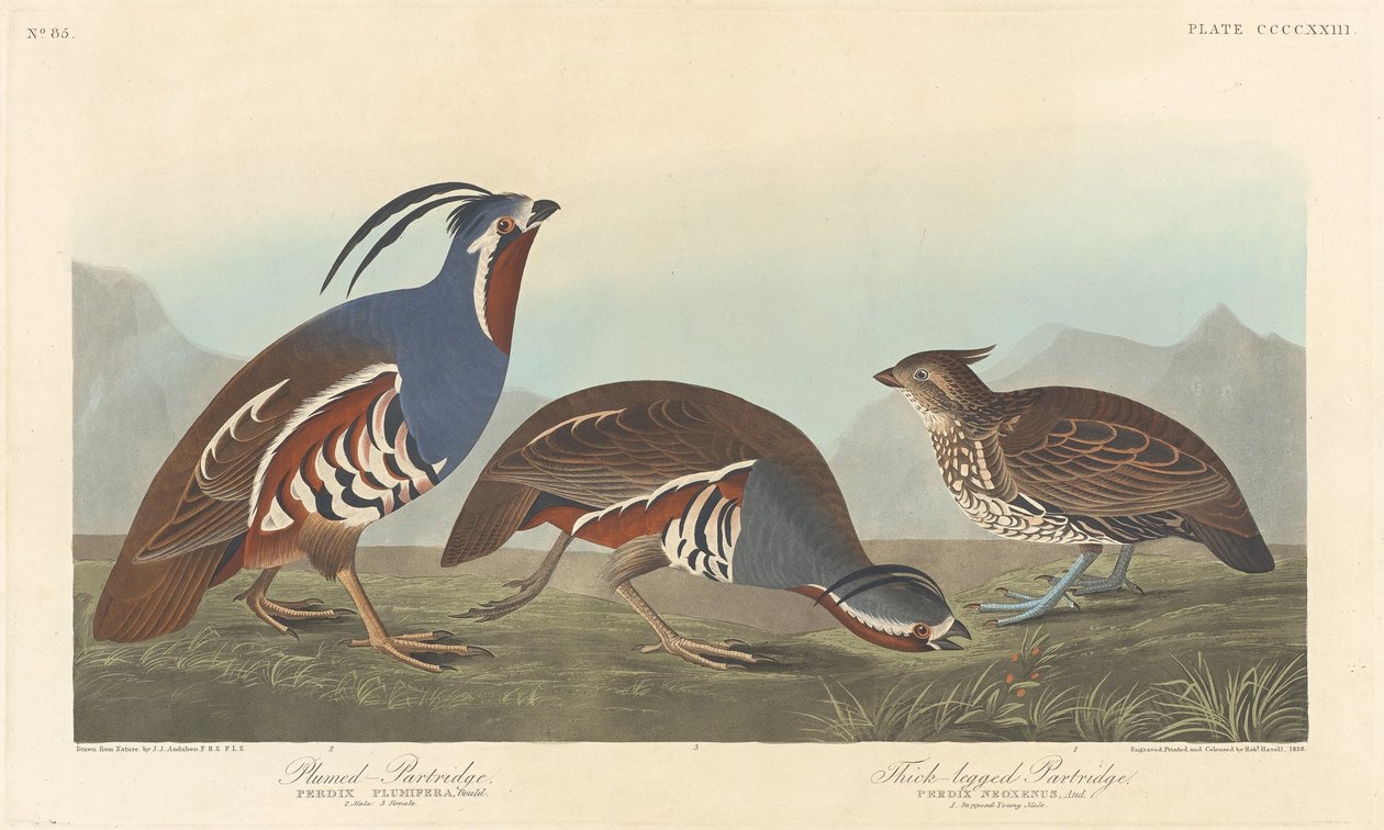 Tollas fogoly és vastaglábú fogoly, 1838. alkotó: Robert Havell