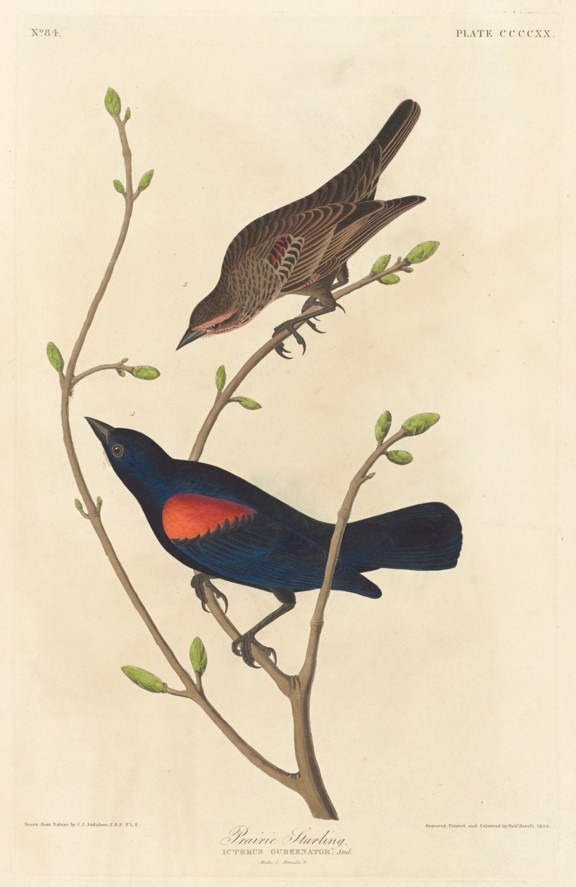 Prairie Starling, 1838. alkotó: Robert Havell