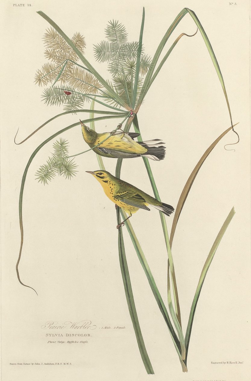 Préri poszcsa, 1827. alkotó: Robert Havell