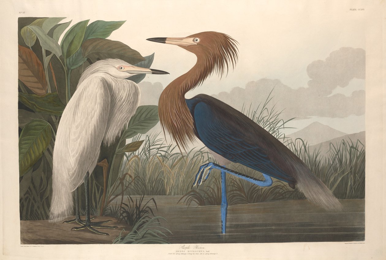 Lila gém, 1835. alkotó: Robert Havell