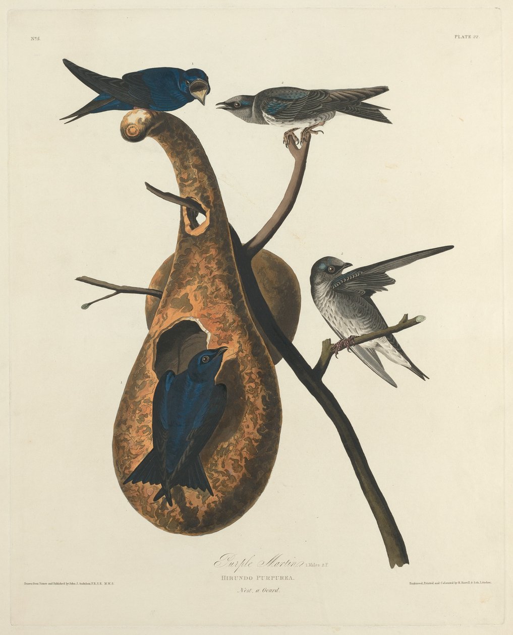 Lila Márton, 1827. alkotó: Robert Havell