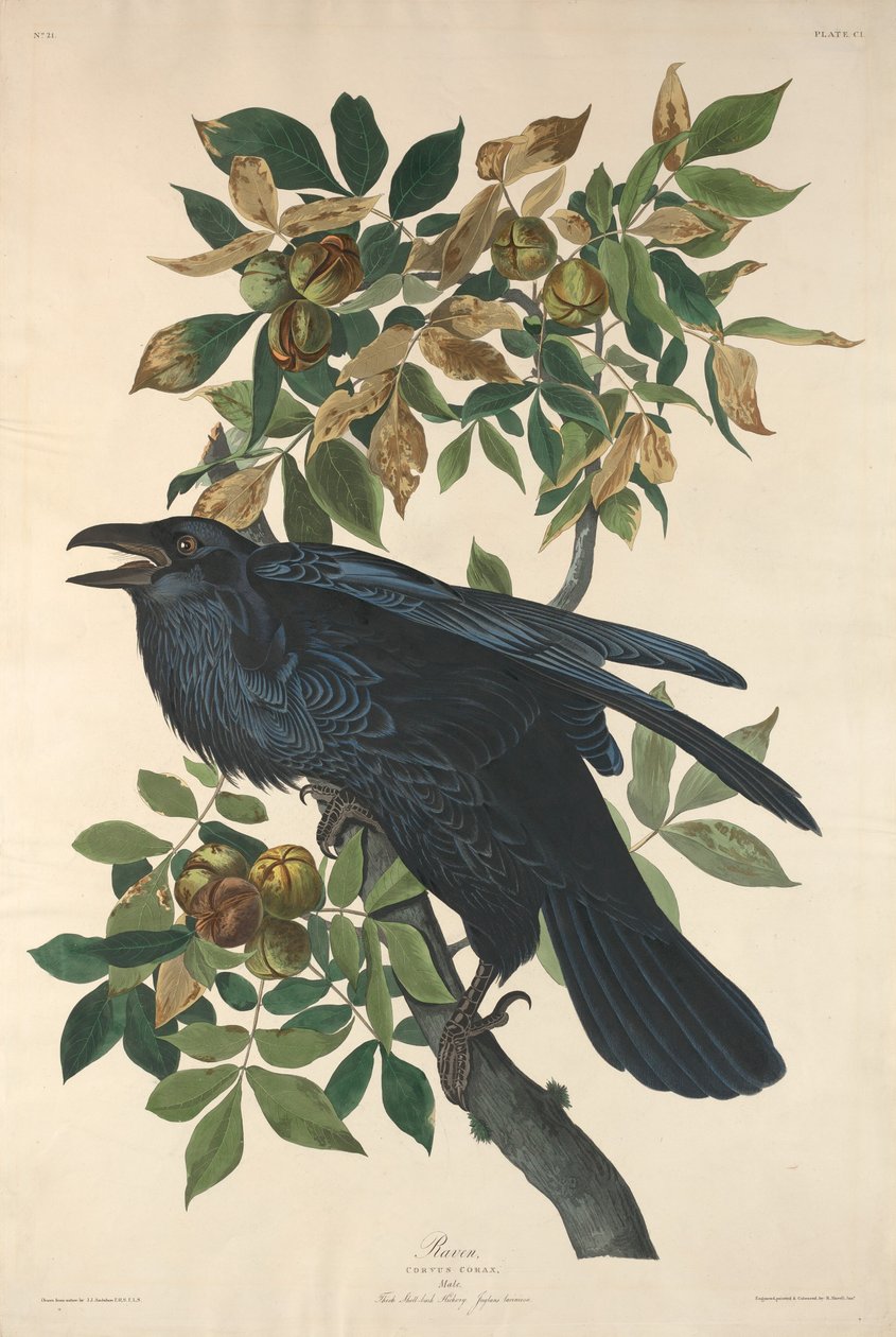 Holló, 1831. alkotó: Robert Havell