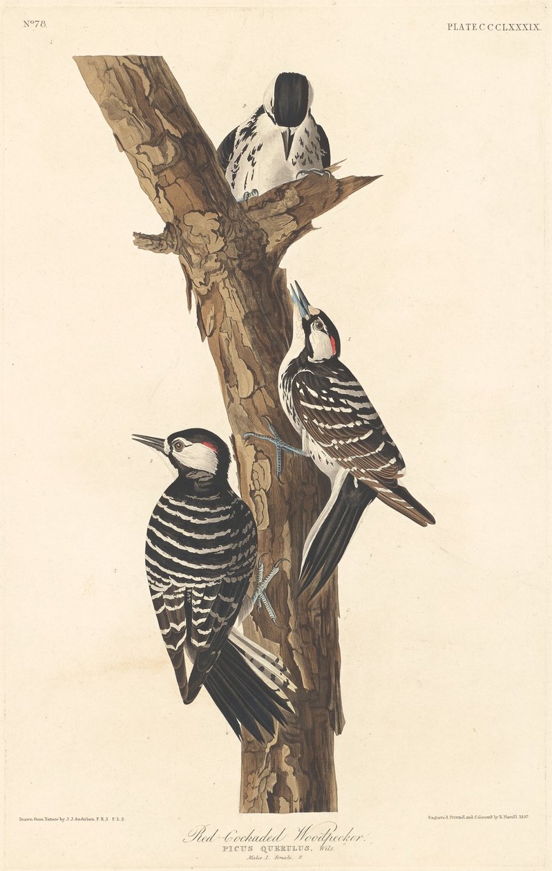 Vörös kokárdás harkály, 1837. alkotó: Robert Havell