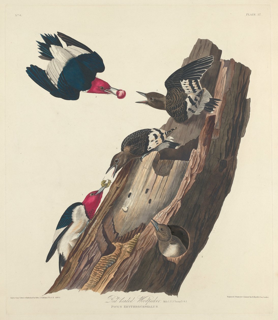 Vörösfejű harkály, 1828. alkotó: Robert Havell