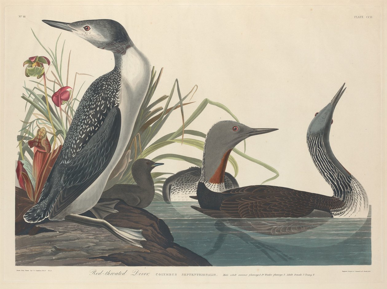 Vöröstorkú búvár, 1834. alkotó: Robert Havell