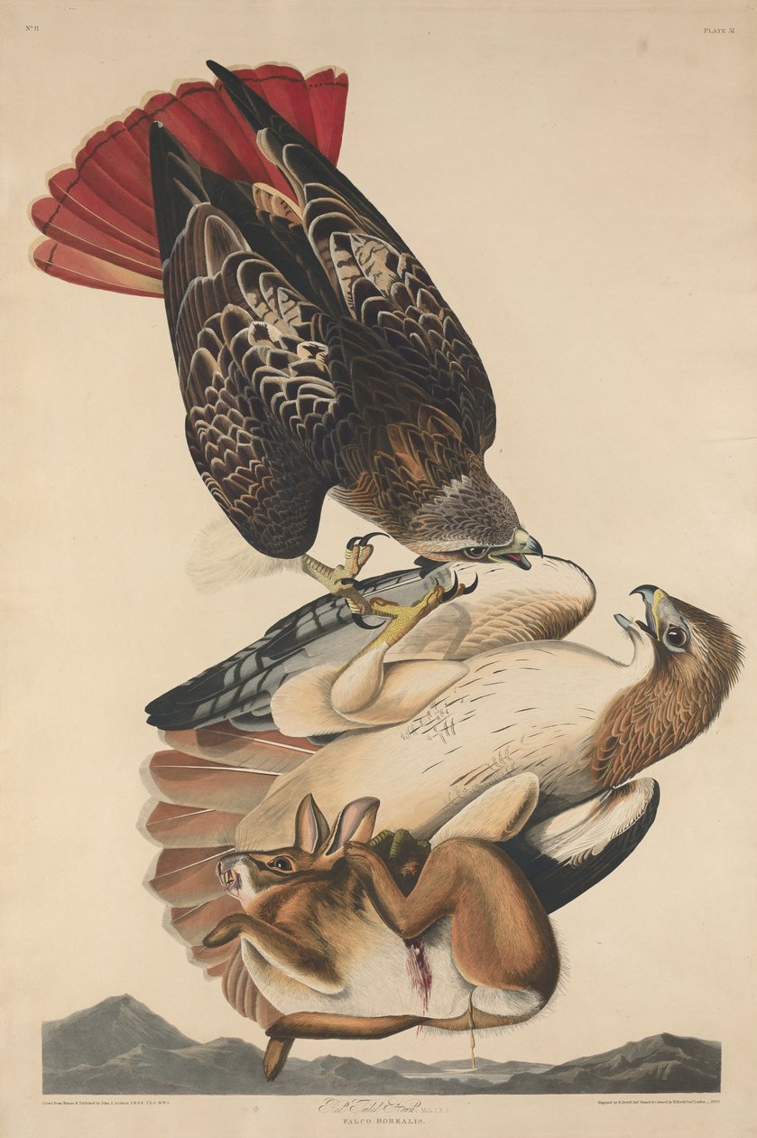Vörösfarkú sólyom, 1829. alkotó: Robert Havell