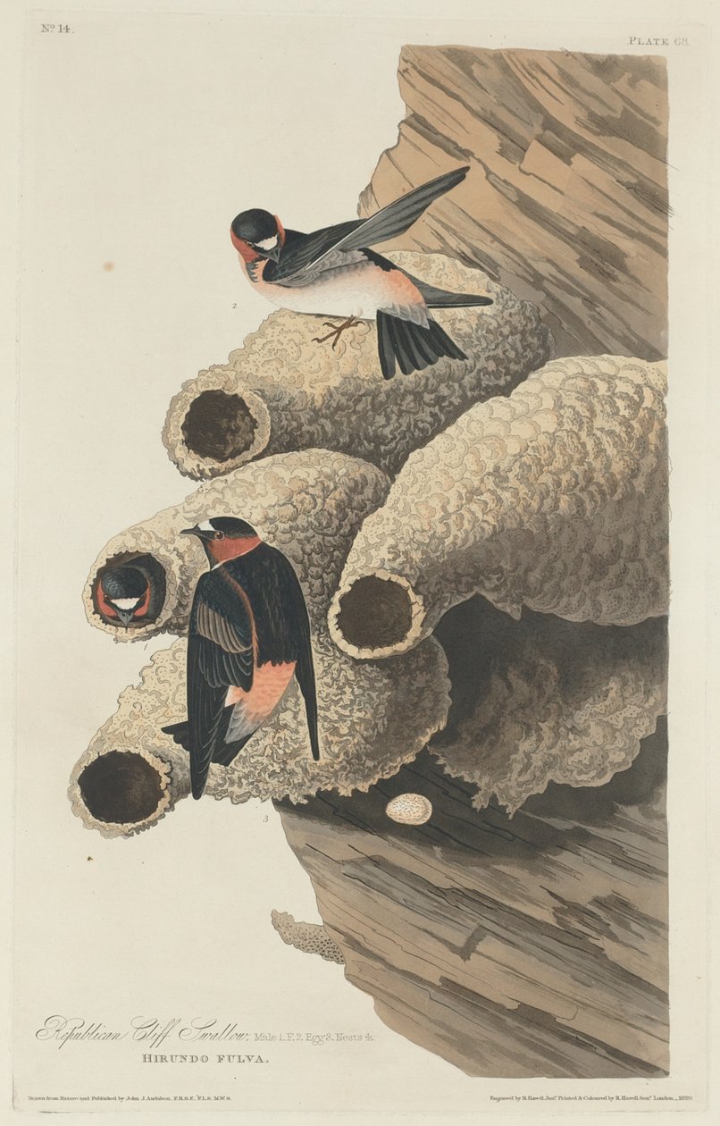 Republikánus Cliff Swallow, 1829. alkotó: Robert Havell