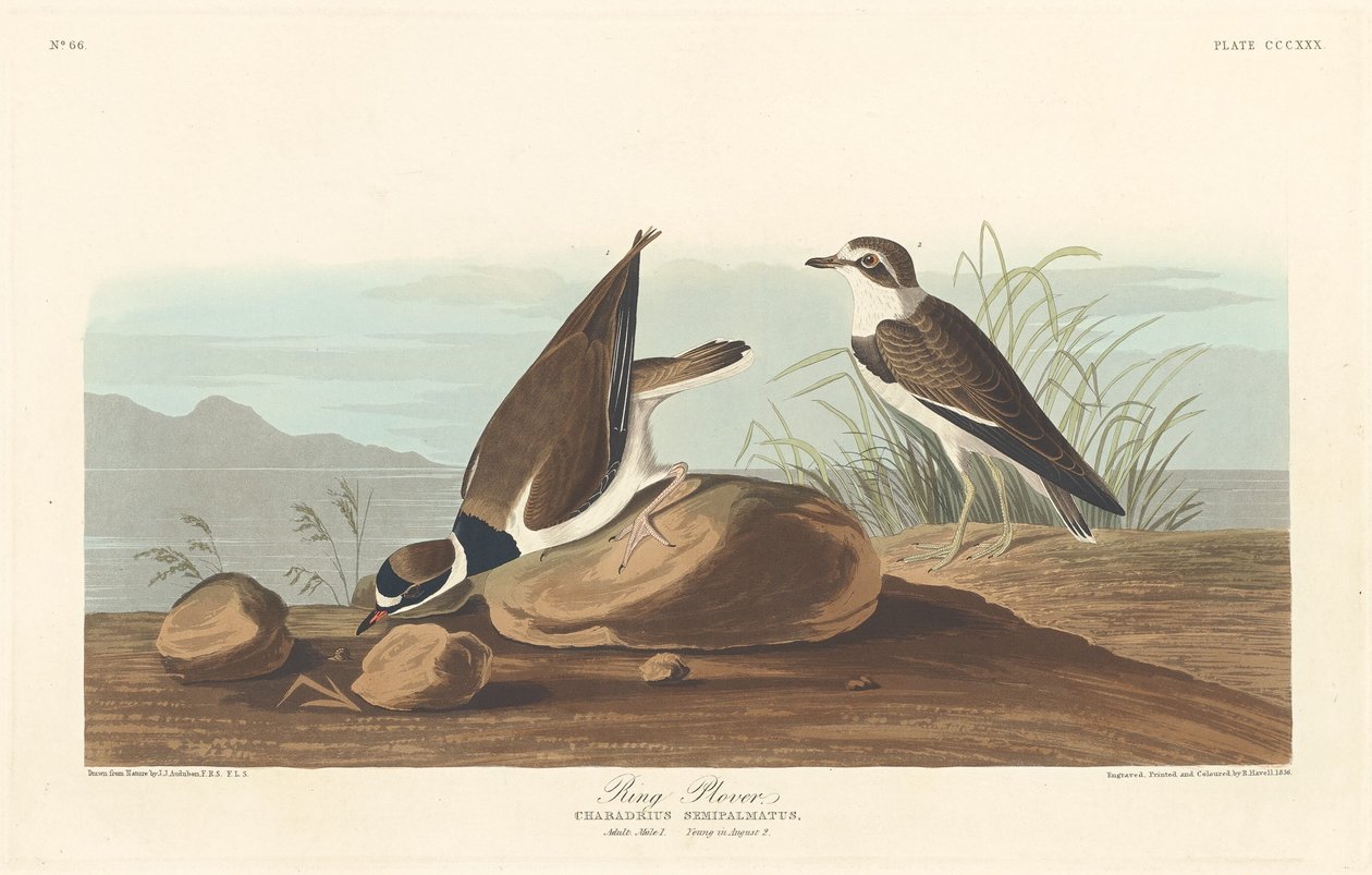 Gyűrűs lile, 1836. alkotó: Robert Havell