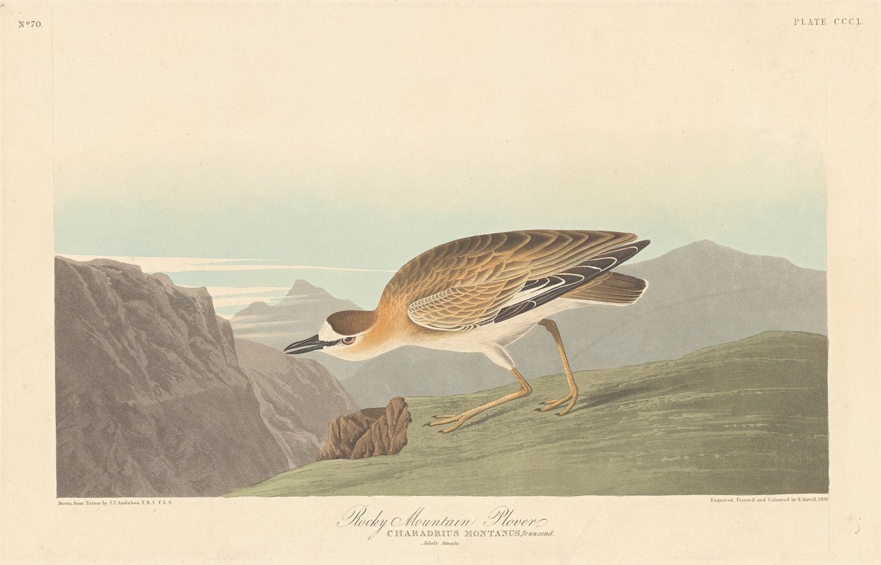 Rocky Mountain Lile, 1836. alkotó: Robert Havell