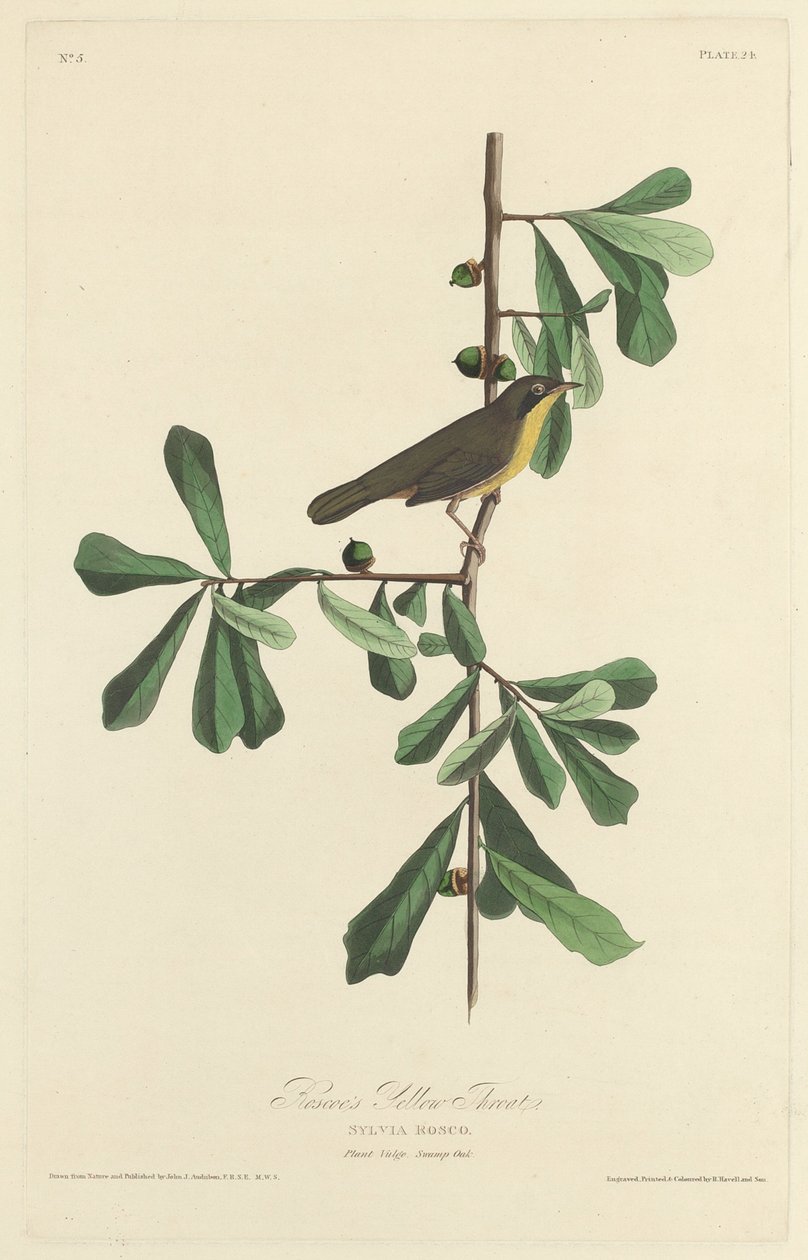 Roscoe sárga torka, 1827. alkotó: Robert Havell