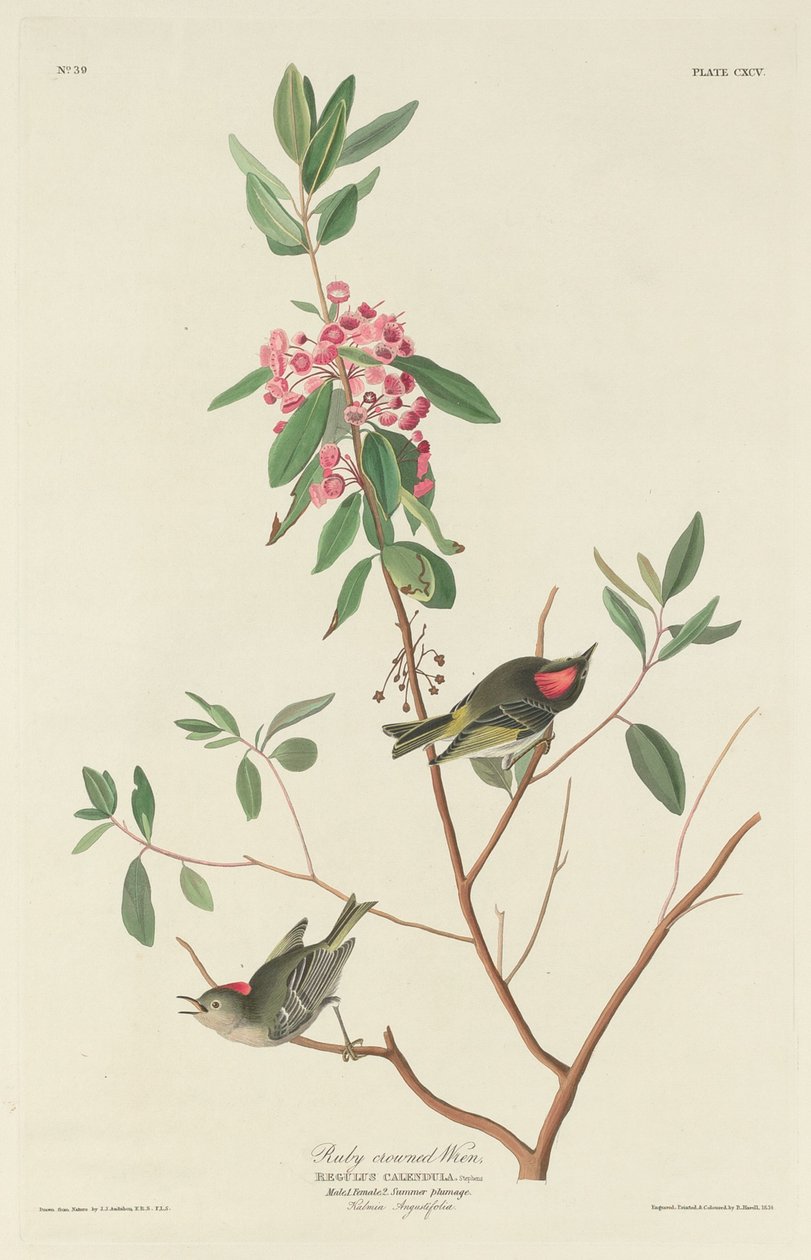 Rubinkoronás Wren, 1834. alkotó: Robert Havell