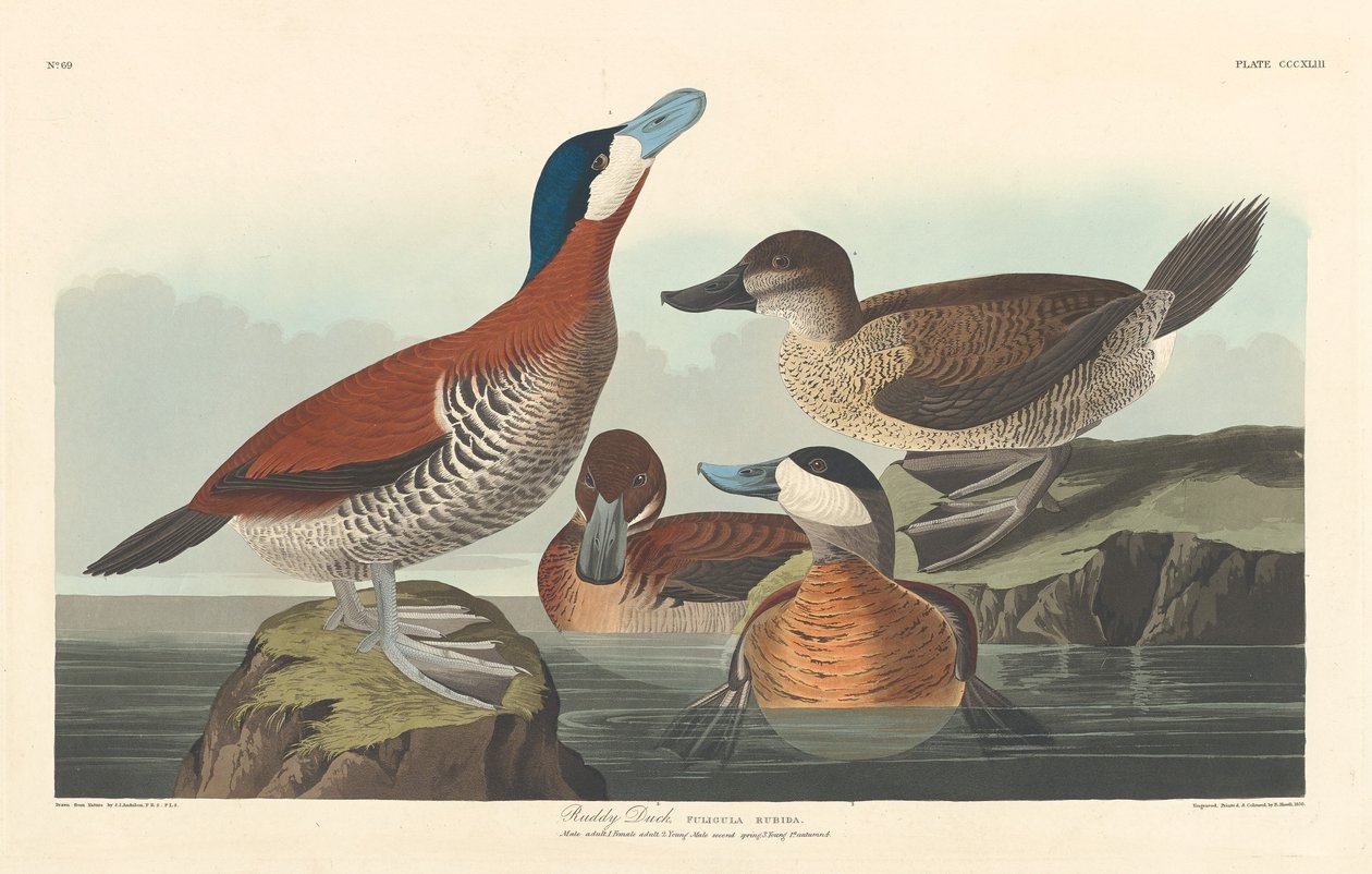 Piroskacsa, 1836. alkotó: Robert Havell