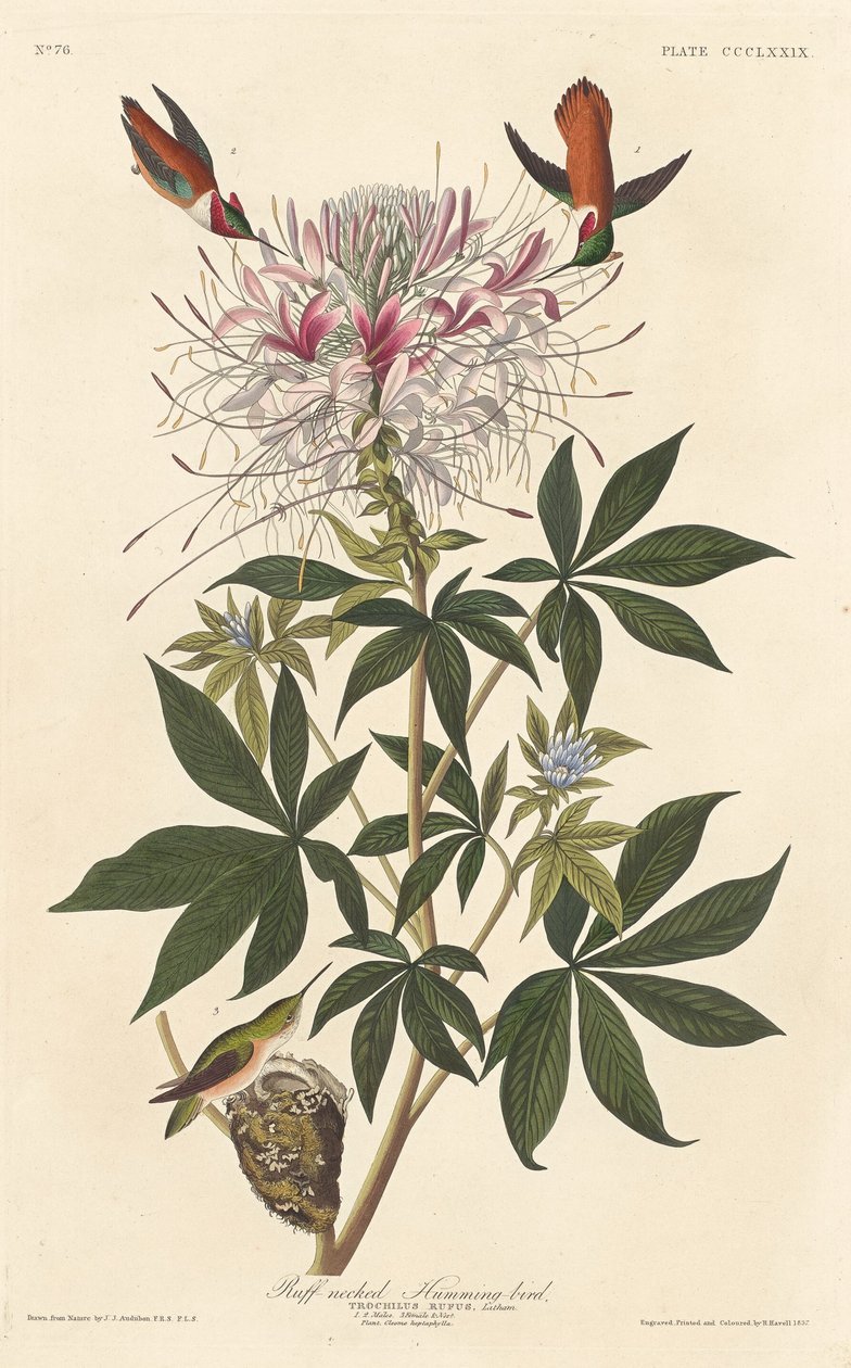 Nyakú kolibri, 1837. alkotó: Robert Havell