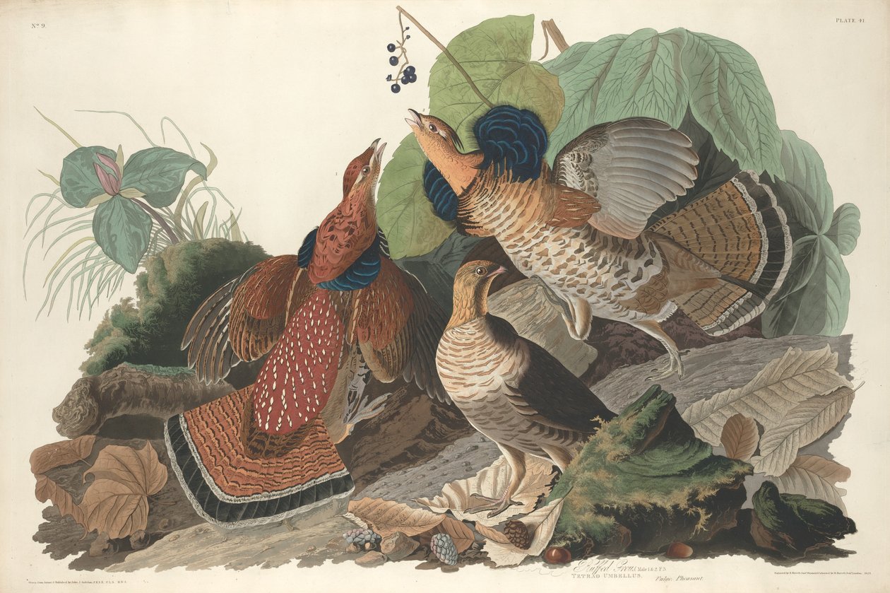 Ruffed Grouse, 1828. alkotó: Robert Havell