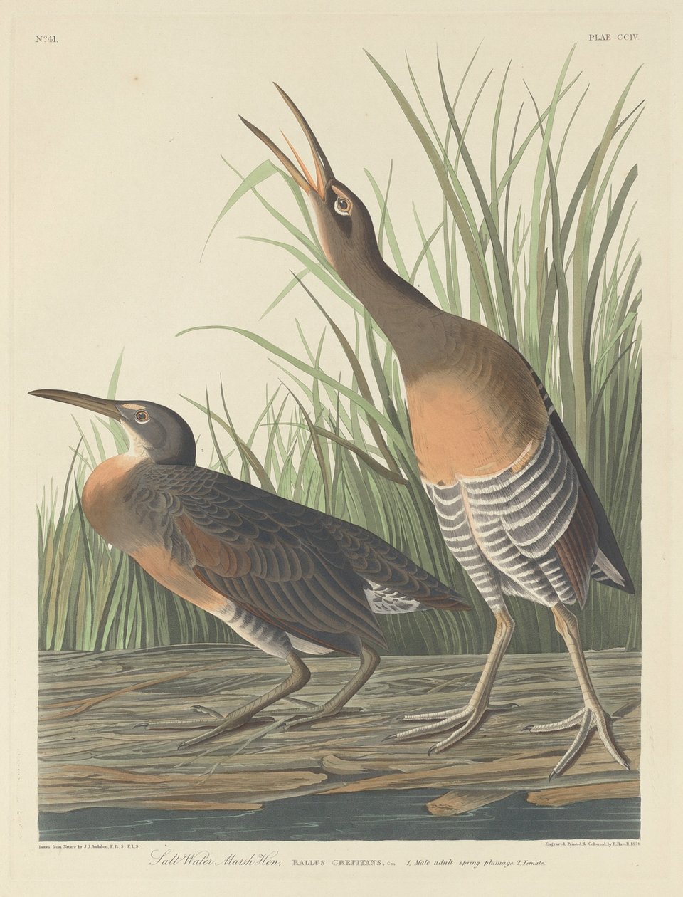 Sósvízi mocsári tyúk, 1834. alkotó: Robert Havell