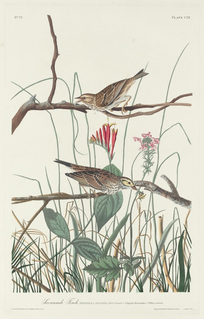 Savannah Finch, 1831. alkotó: Robert Havell