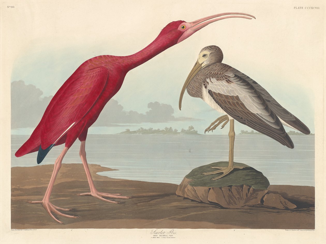 Scarlet Ibis, 1837. alkotó: Robert Havell