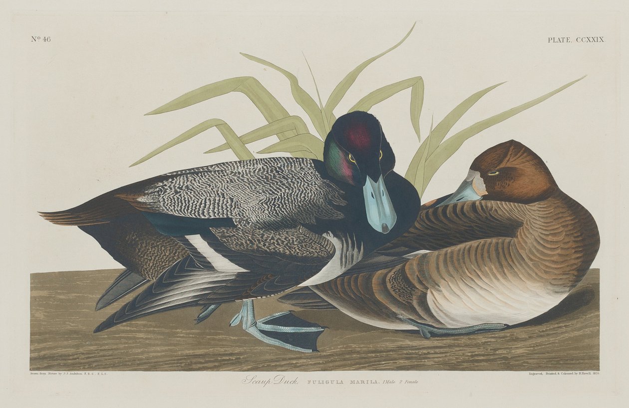 Kacsa, 1834. alkotó: Robert Havell
