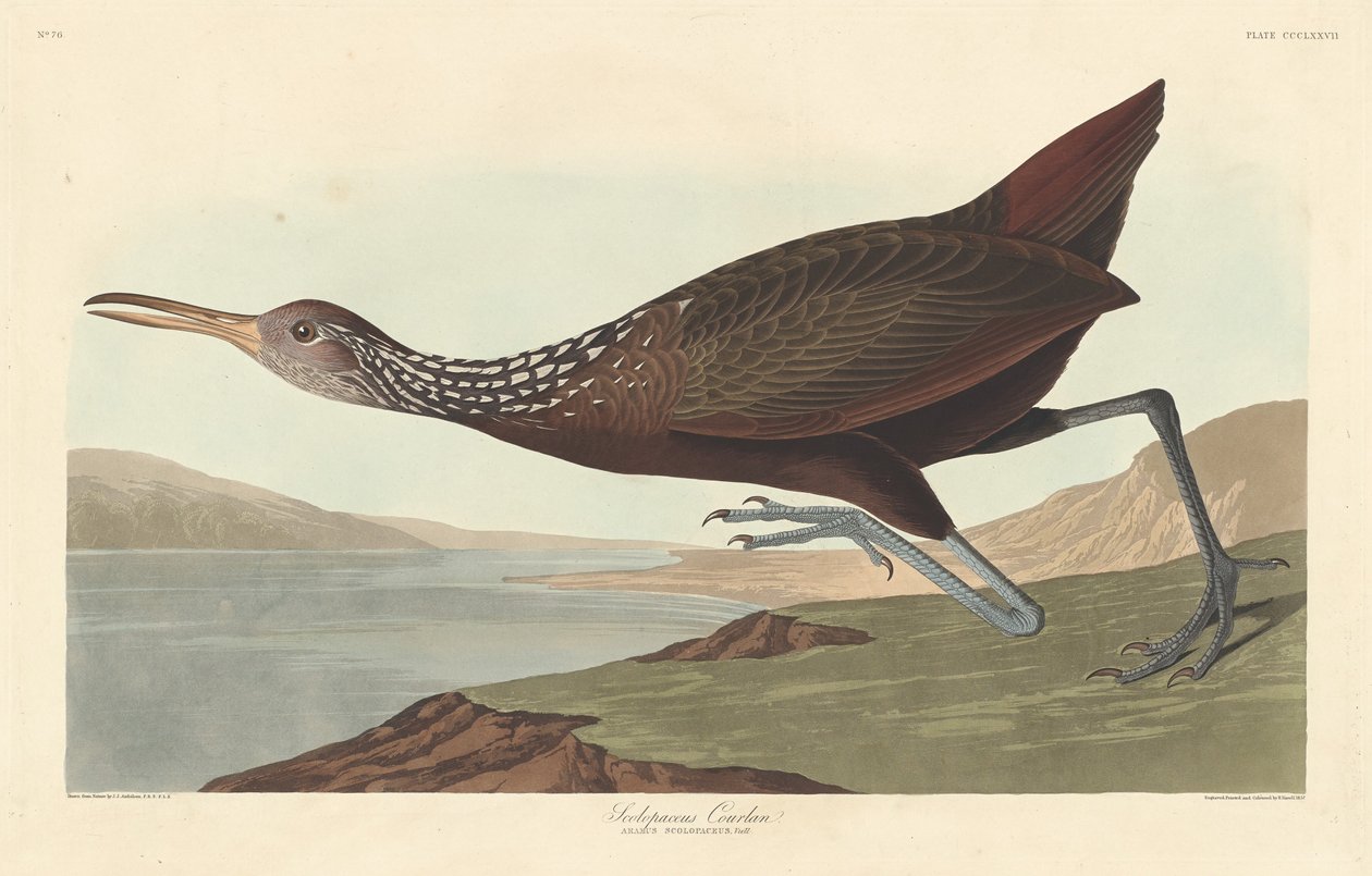 Scolopaceus Courlan, 1837. alkotó: Robert Havell