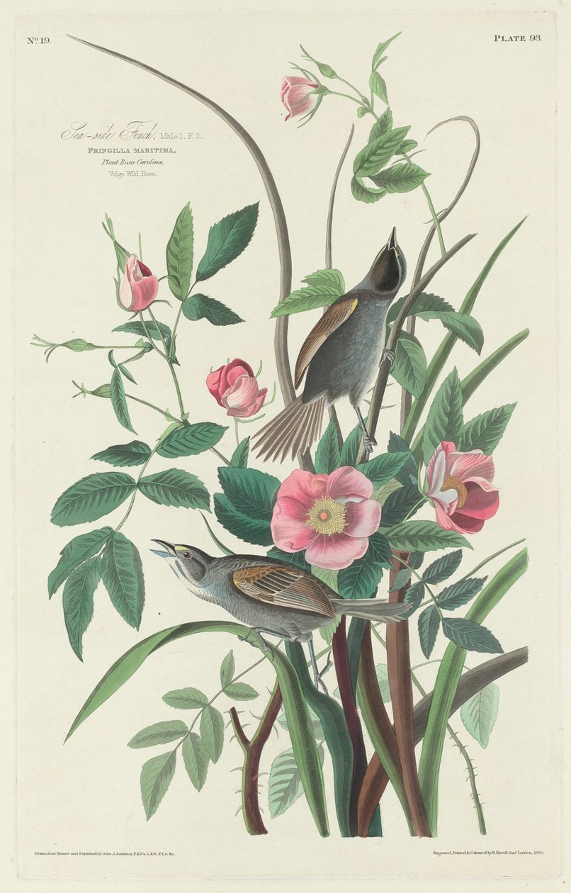 Tengerparti pinty, 1830. alkotó: Robert Havell