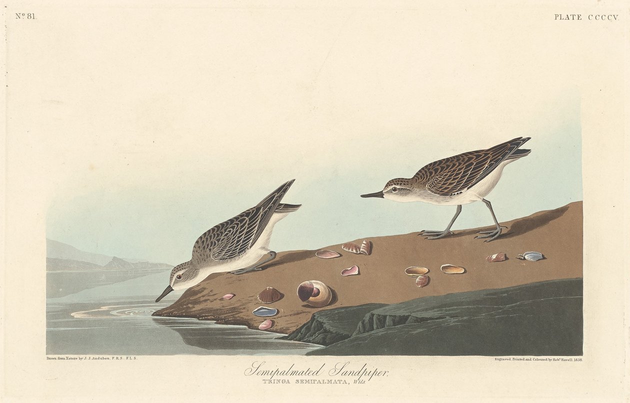 Félig tenyeres homokcsőr, 1838. alkotó: Robert Havell