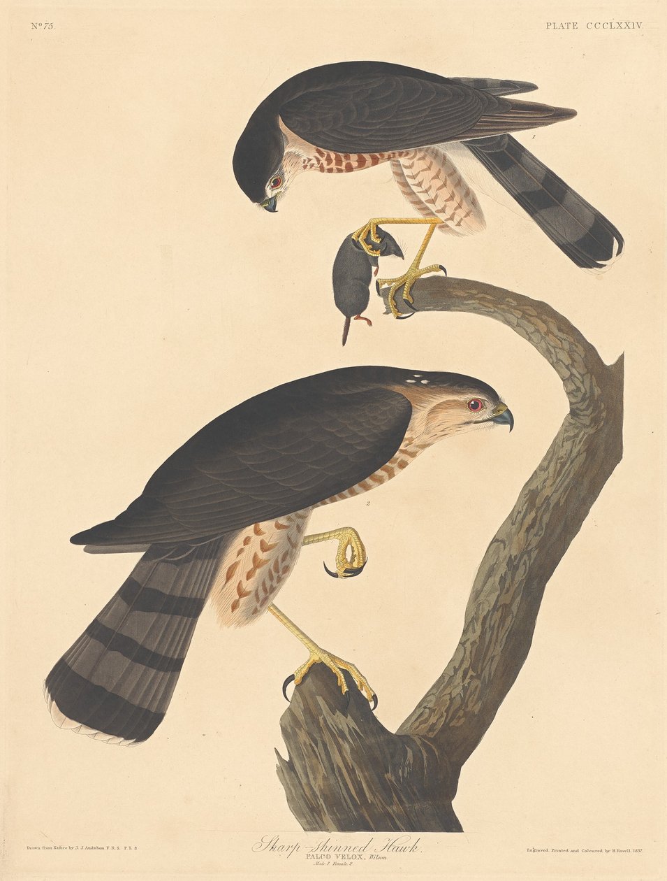 Éles csípős sólyom, 1837. alkotó: Robert Havell