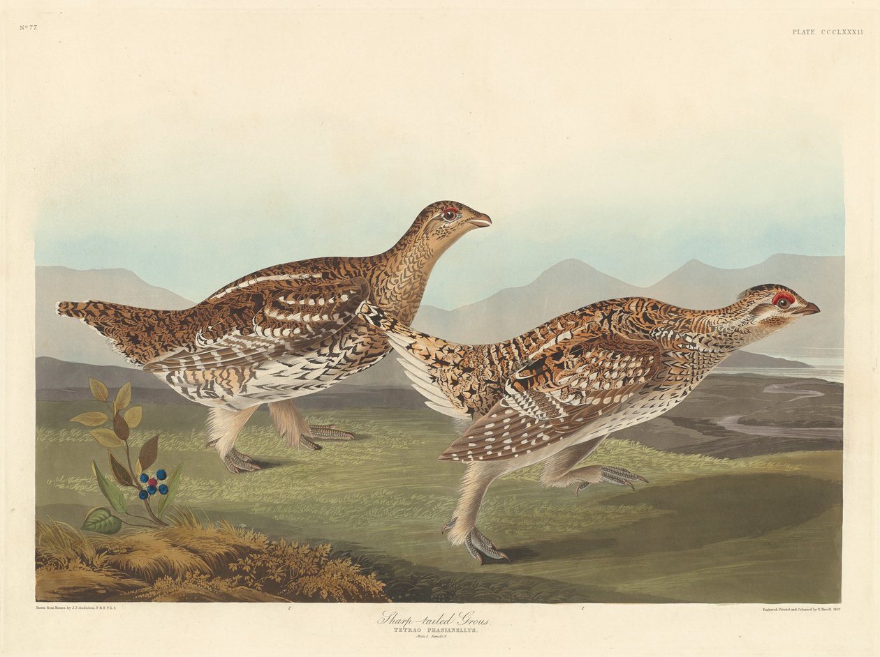 Élesfarkú Grous, 1837. alkotó: Robert Havell