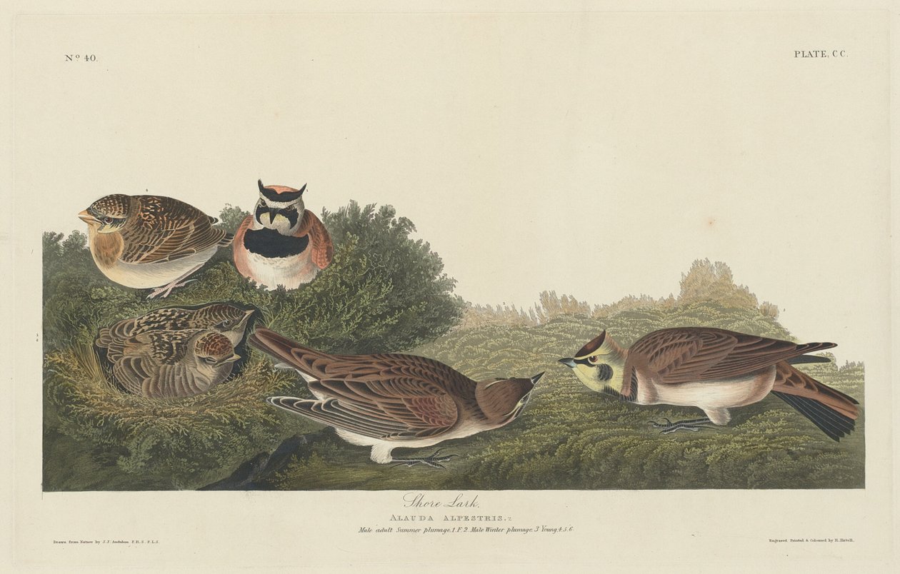 Shore Lark, 1834. alkotó: Robert Havell