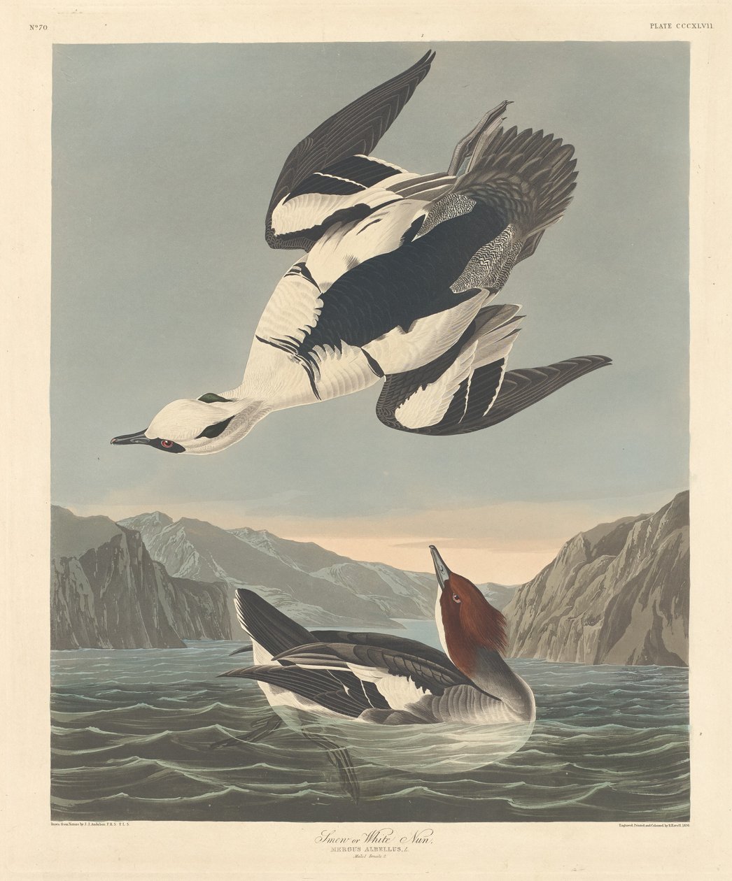 Smew vagy White Nun, 1836. alkotó: Robert Havell