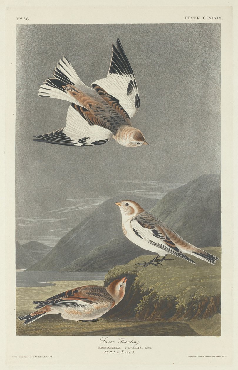 Hósármány, 1834. alkotó: Robert Havell