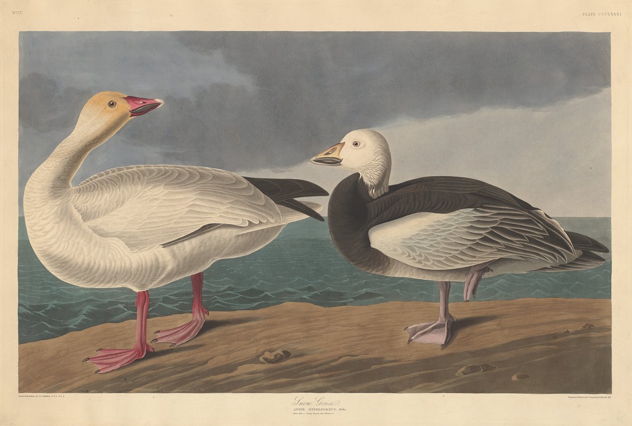 Hólúd, 1837. alkotó: Robert Havell