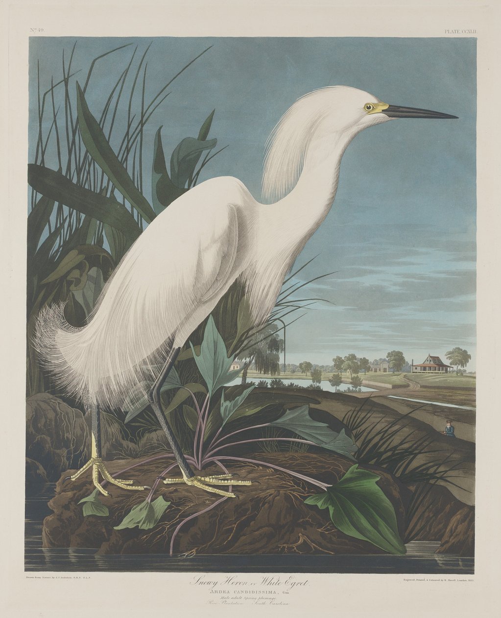 Havas gém, vagy fehér kócsag, 1835. alkotó: Robert Havell