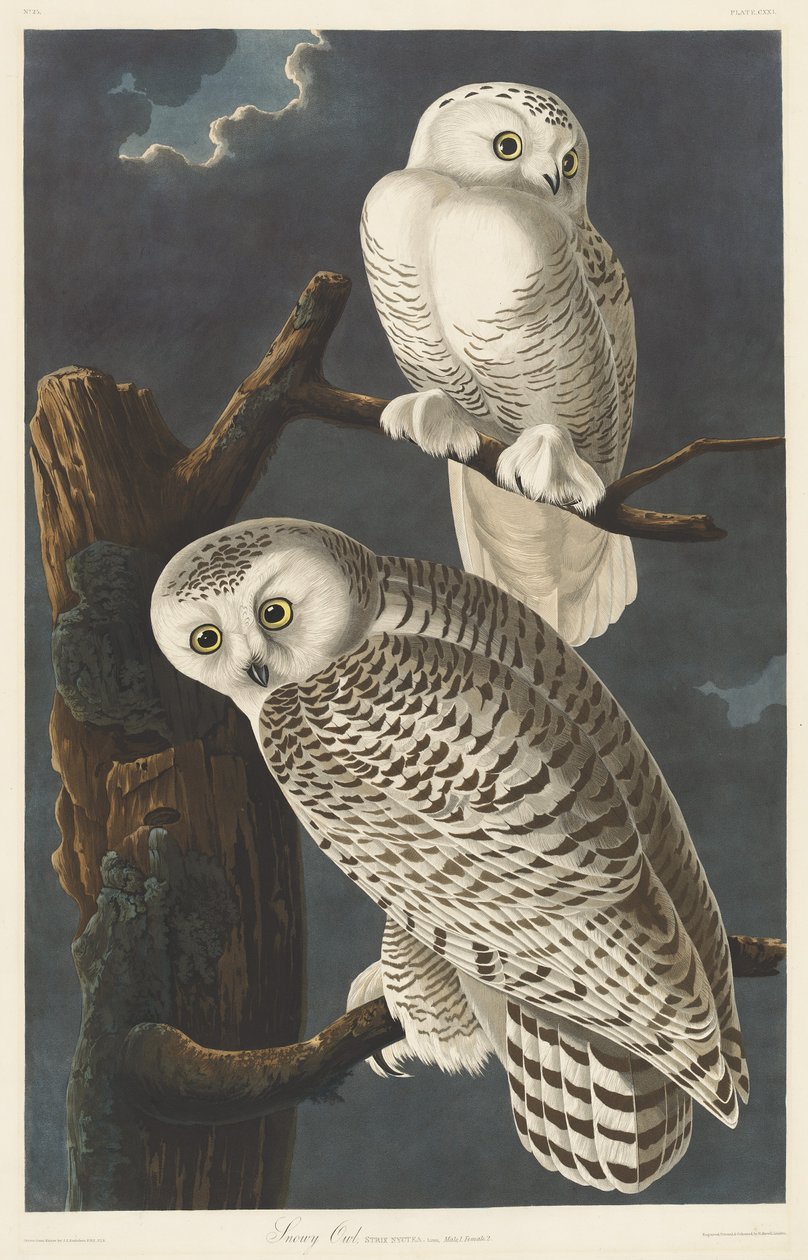 Havas bagoly, 1831. alkotó: Robert Havell