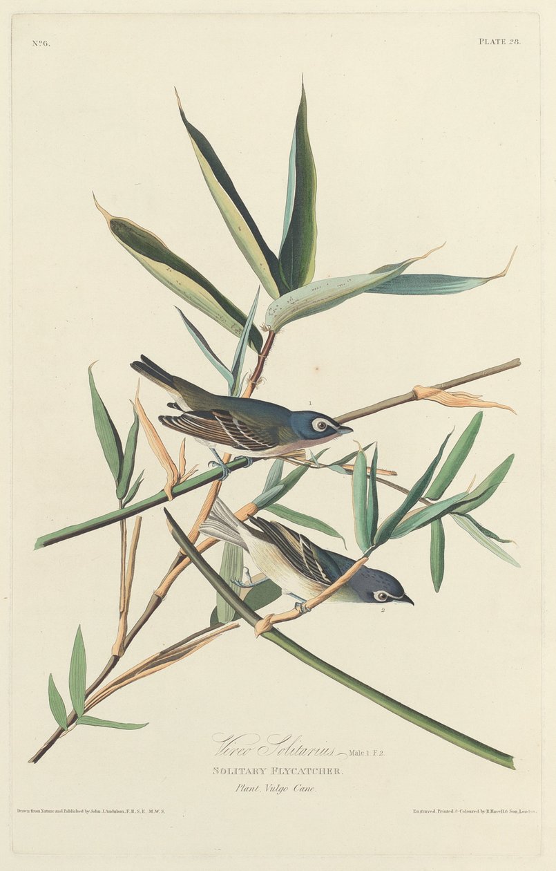 Magányos légykapó, 1828. alkotó: Robert Havell