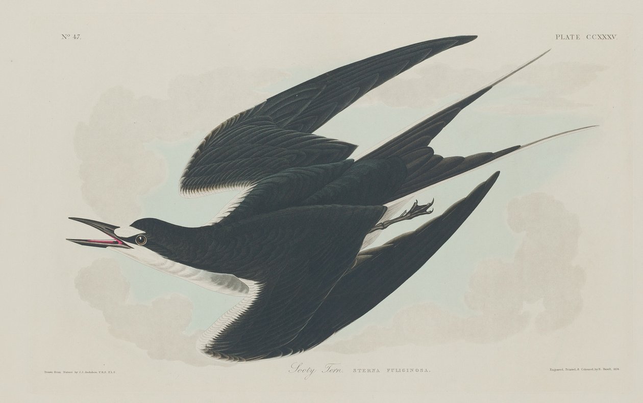 Kormos csér, 1834. alkotó: Robert Havell