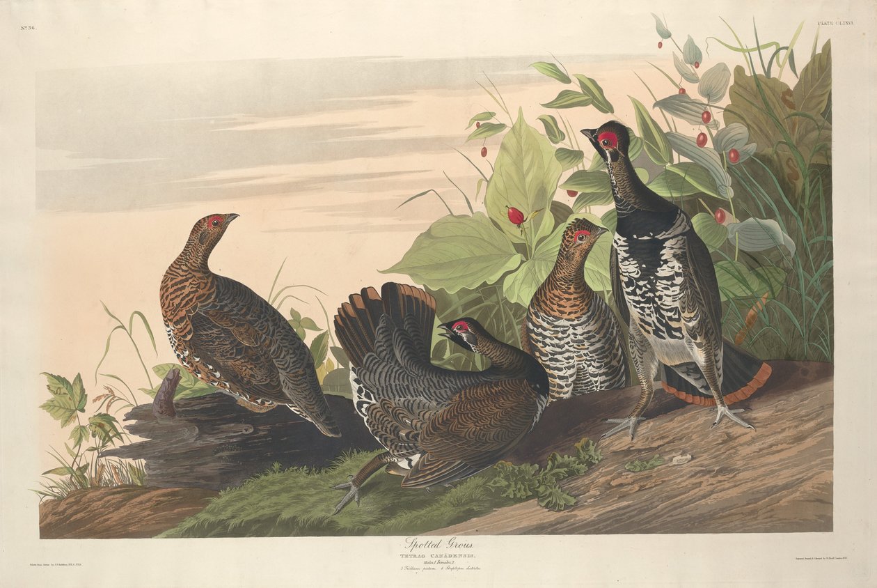 Foltos Grous, 1833. alkotó: Robert Havell