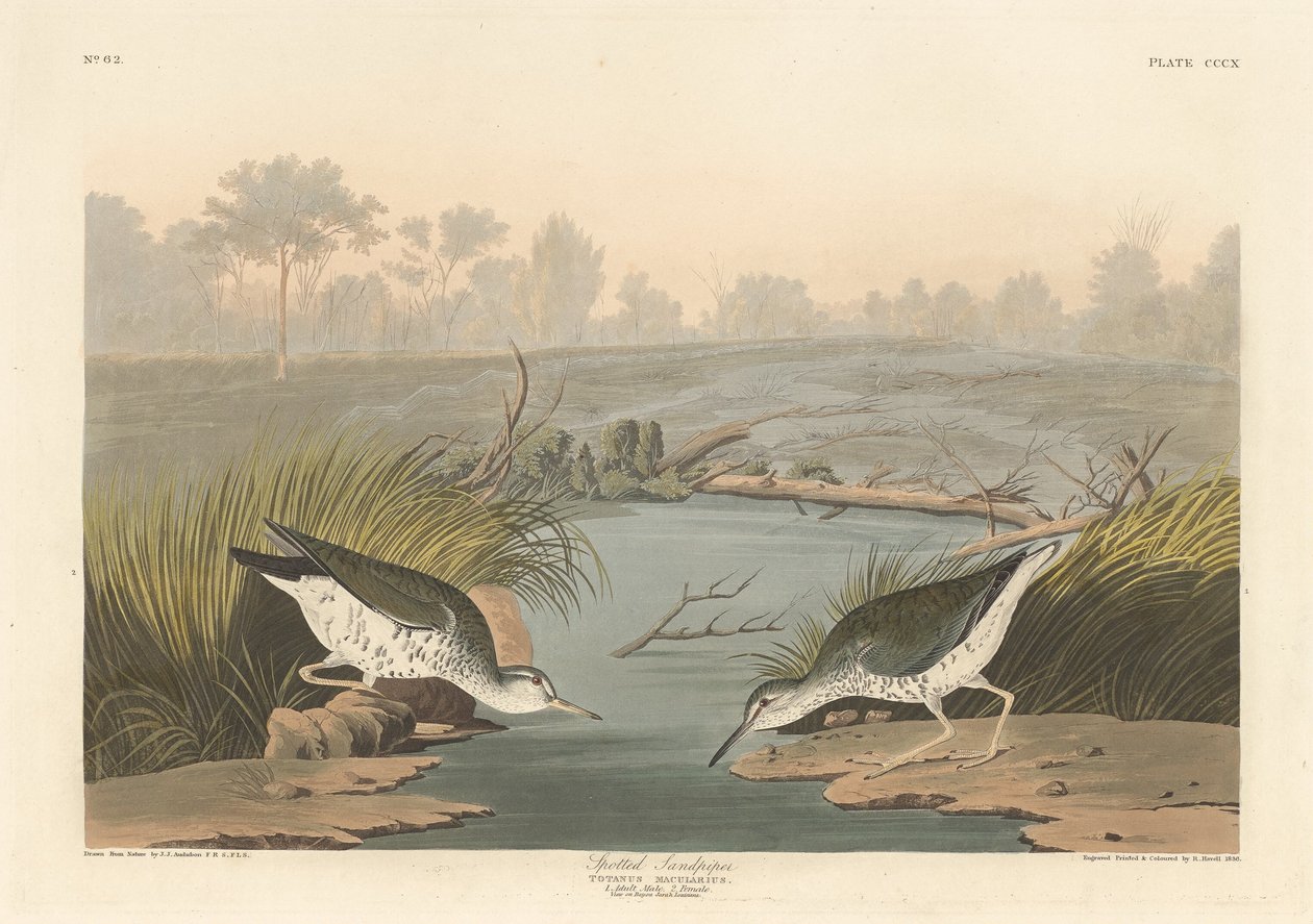 Foltos homokfülke, 1836. alkotó: Robert Havell