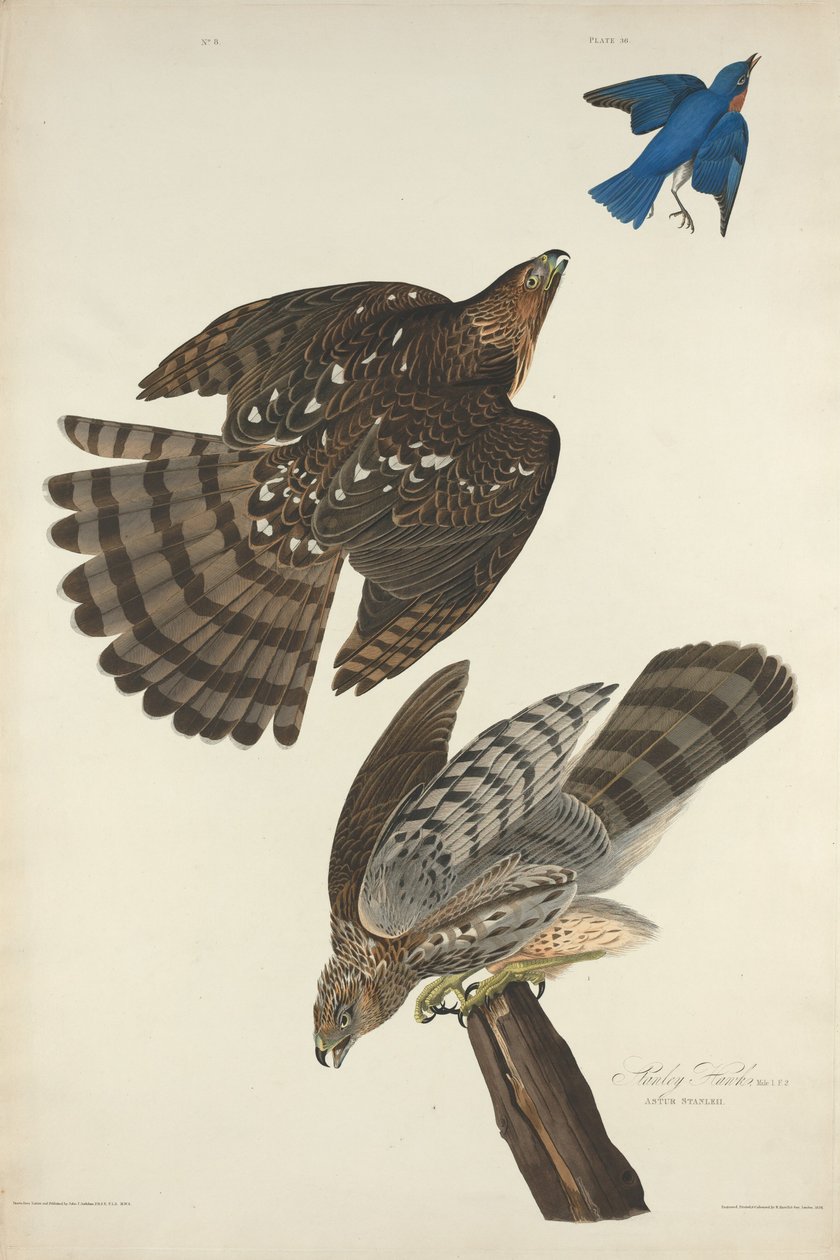Stanley Hawk, 1828. alkotó: Robert Havell