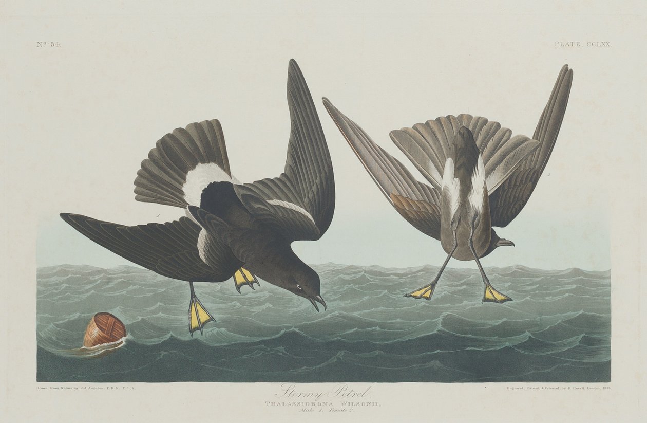 Viharos Petrel, 1835. alkotó: Robert Havell