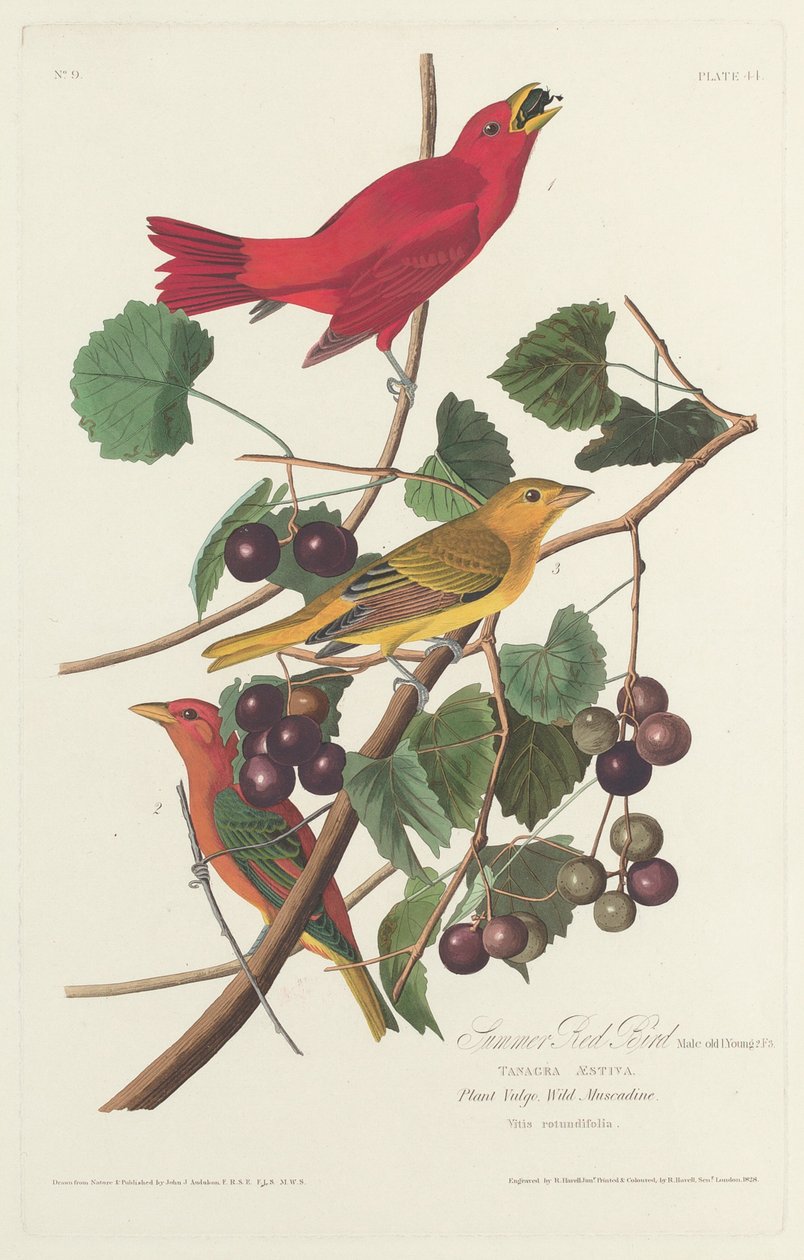 Nyári vörös madár, 1828. alkotó: Robert Havell
