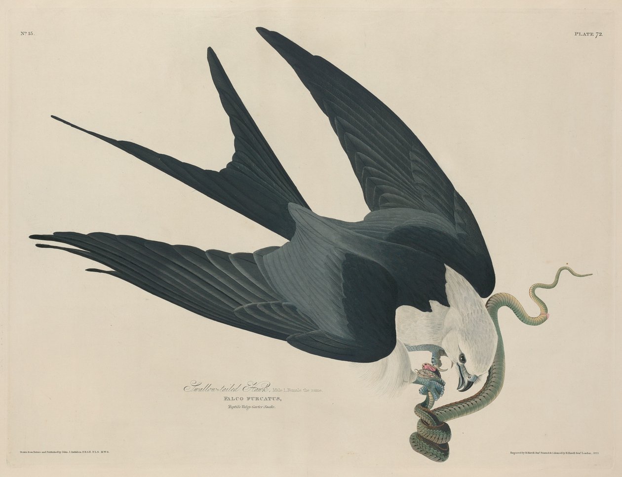 Fecskefarkú sólyom, 1829. alkotó: Robert Havell