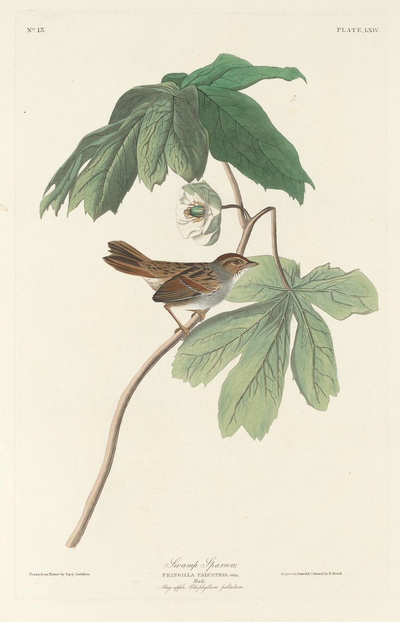 Mocsári veréb, 1829. alkotó: Robert Havell