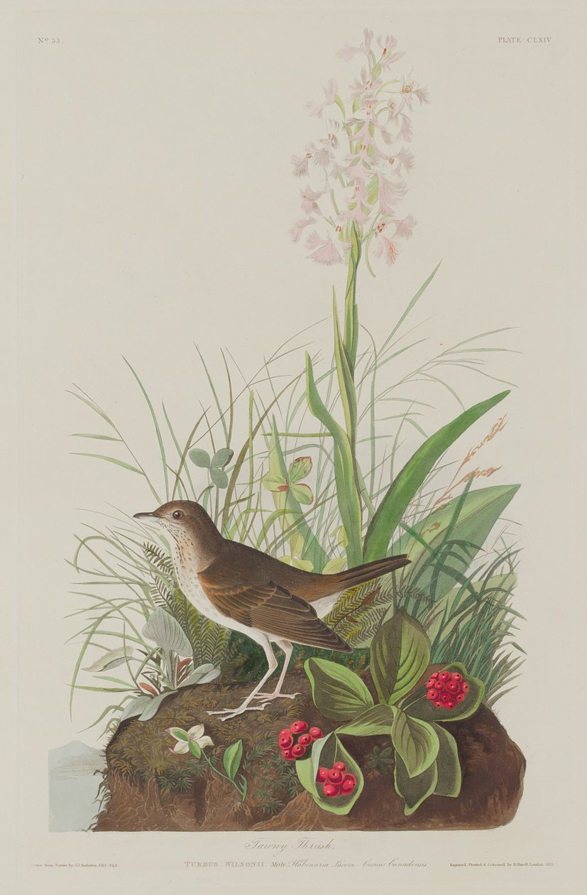 Tawny rigó, 1833. alkotó: Robert Havell