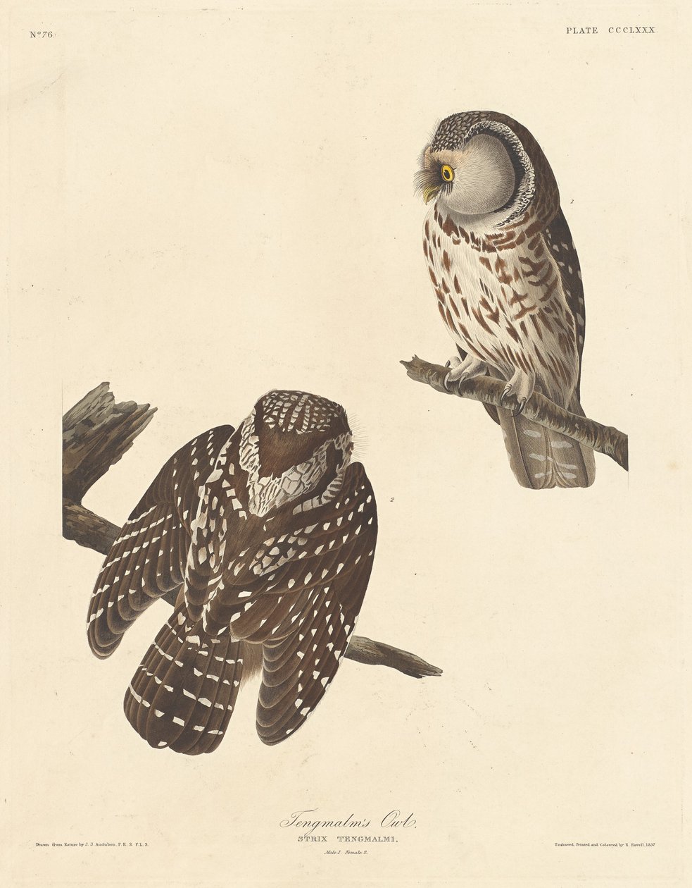 Tengmalm baglya, 1837. alkotó: Robert Havell