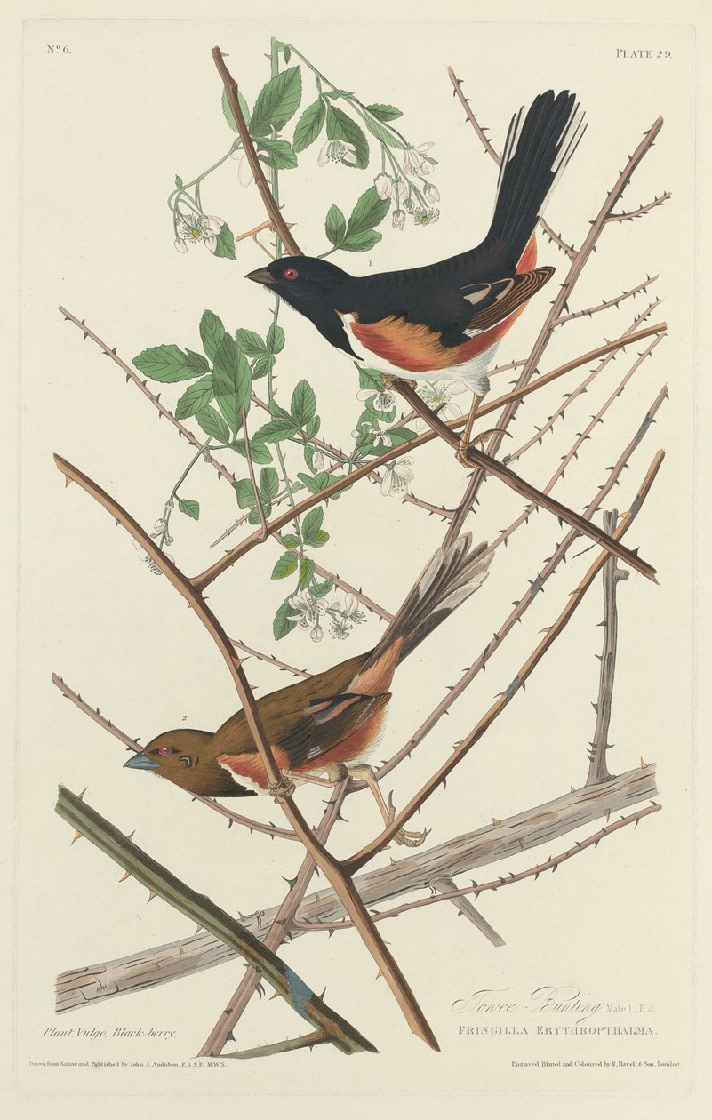 Towee Bunting, 1828. alkotó: Robert Havell